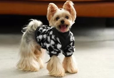 Hundkläder & accessoarer