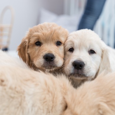 Hund