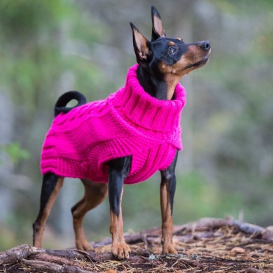 Hundkläder & accessoarer